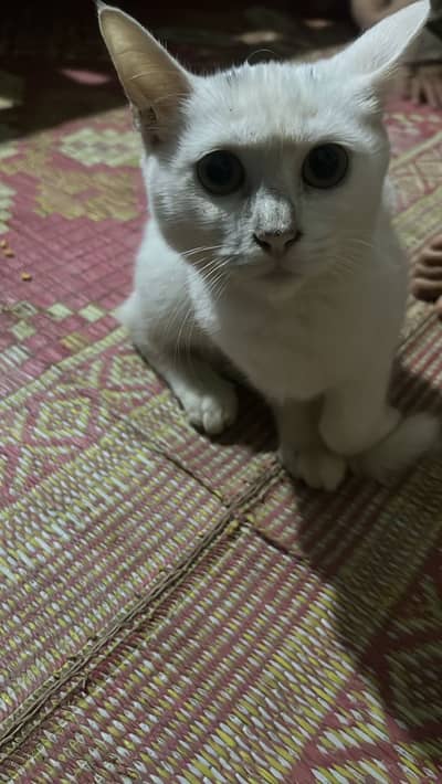  Adorable Persian Female Cats – Healthy & Playful