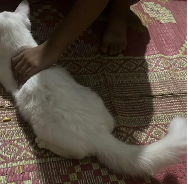  Adorable Persian Female Cats – Healthy & Playful — photo 2