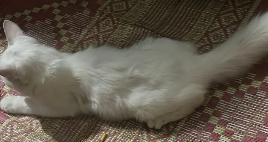  Adorable Persian Female Cats – Healthy & Playful — photo 3