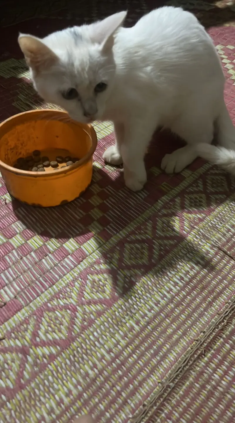  Adorable Persian Female Cats – Healthy & Playful — photo 4