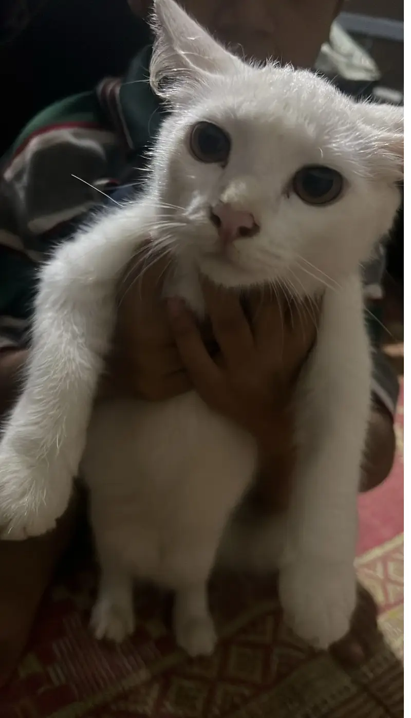  Adorable Persian Female Cats – Healthy & Playful — photo 5
