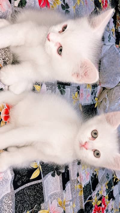 Persian kittens