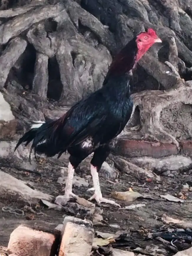 aseel mianwali aseel shamoo — photo 2