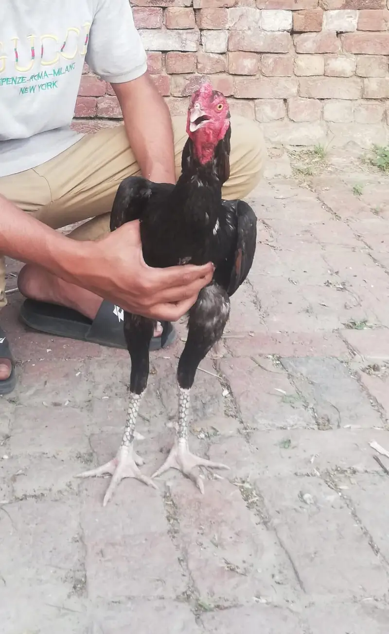 aseel mianwali aseel shamoo — photo 3