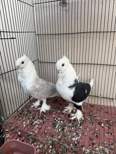 sentient breeder pair for sale