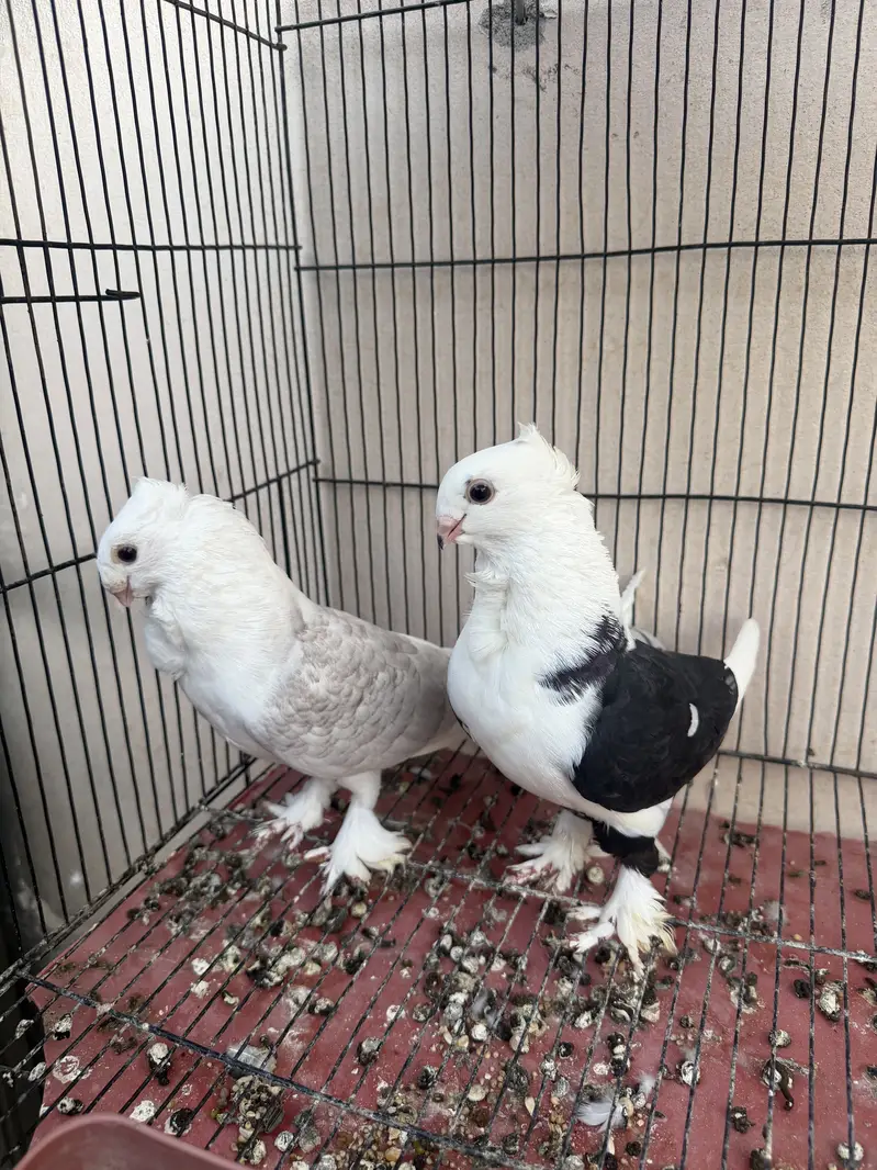sentient breeder pair for sale — photo 2