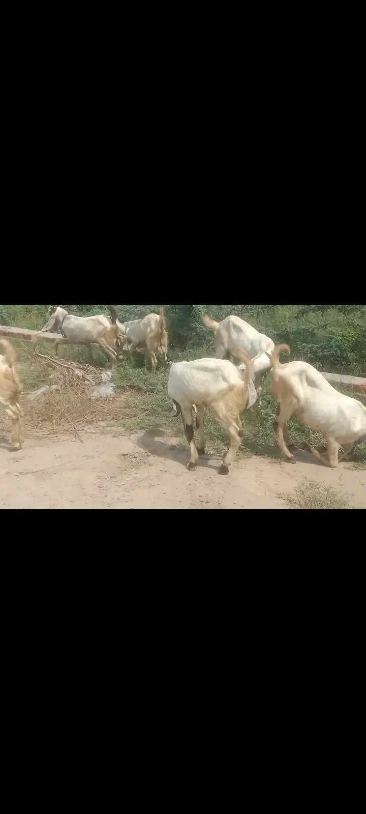 rajan pori — photo 4