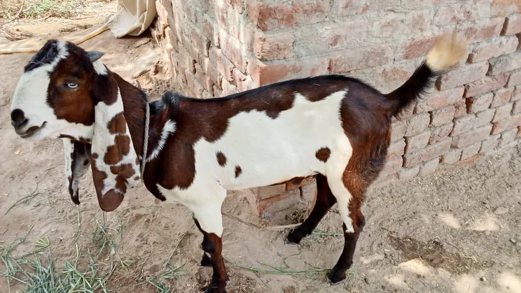 rajan pori — photo 7