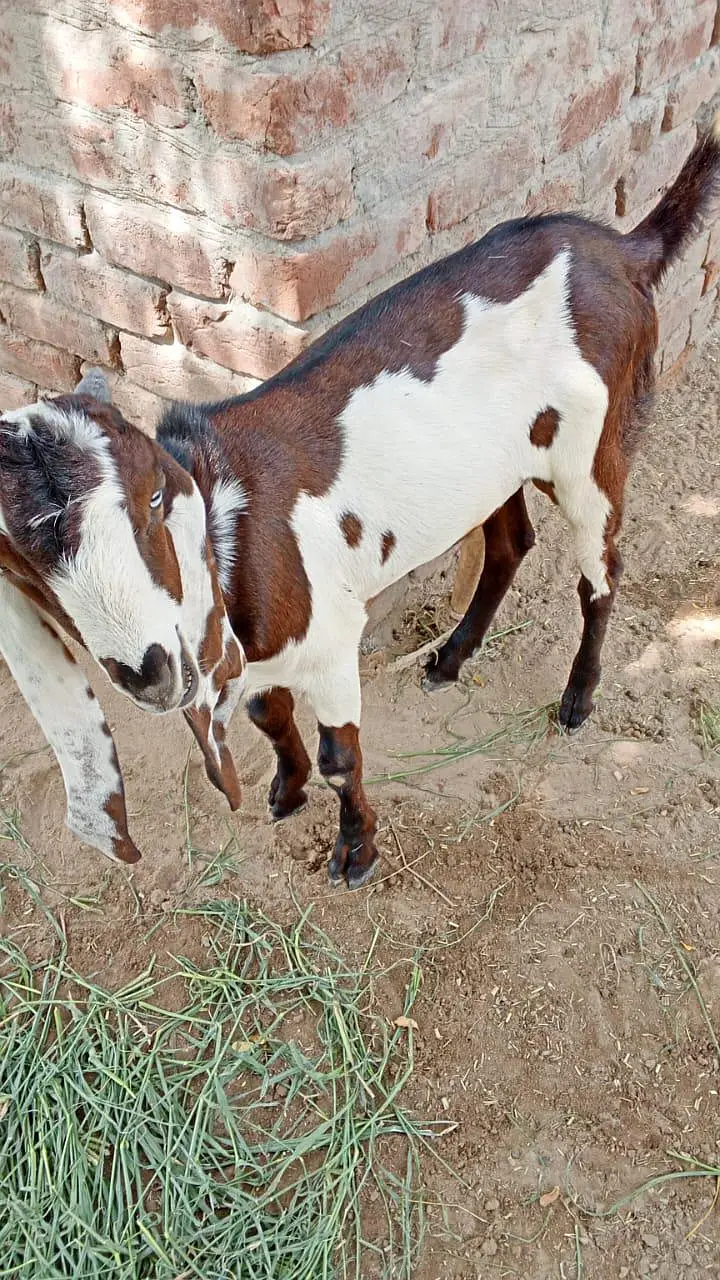 rajan pori — photo 8