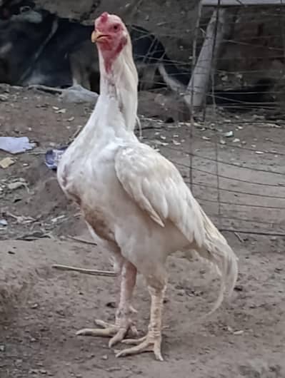 White Urgent Sale