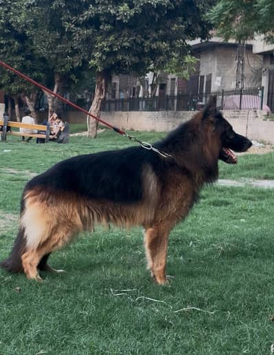 black and tan german shepered