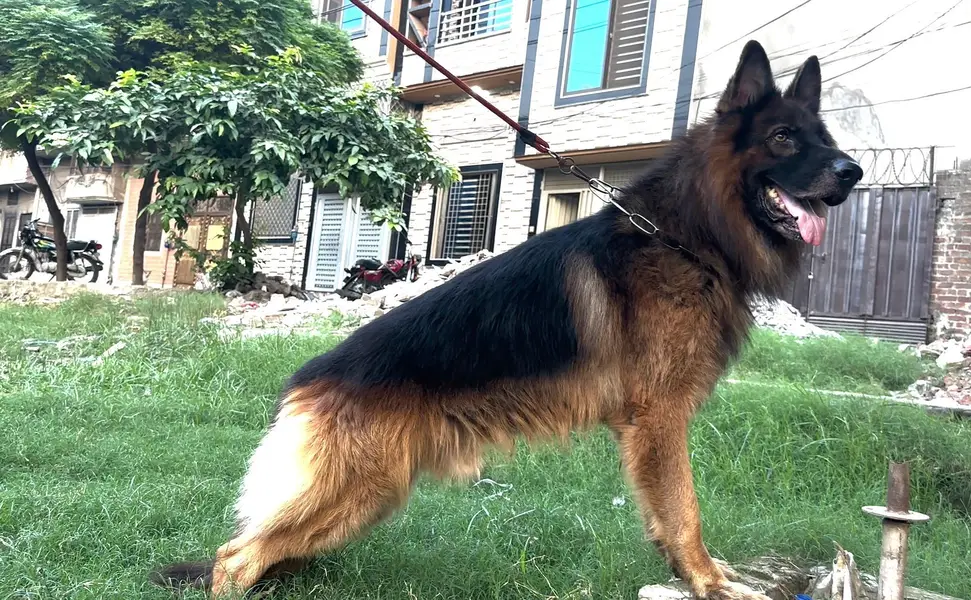 black and tan german shepered — photo 2