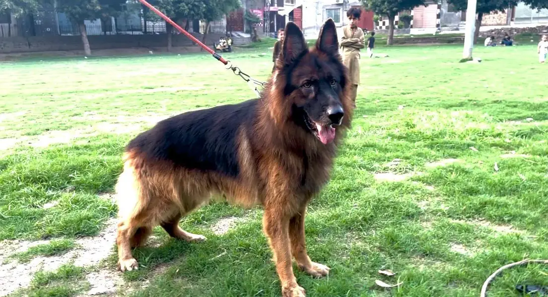 black and tan german shepered — photo 3