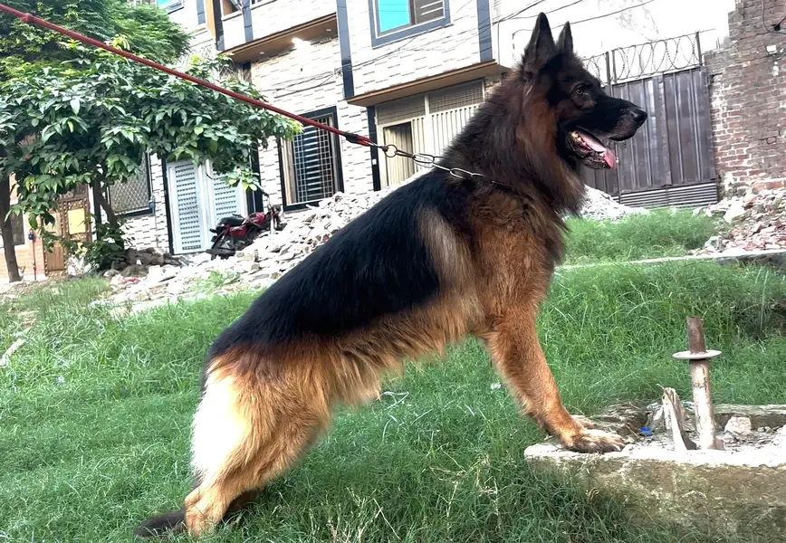 black and tan german shepered — photo 4