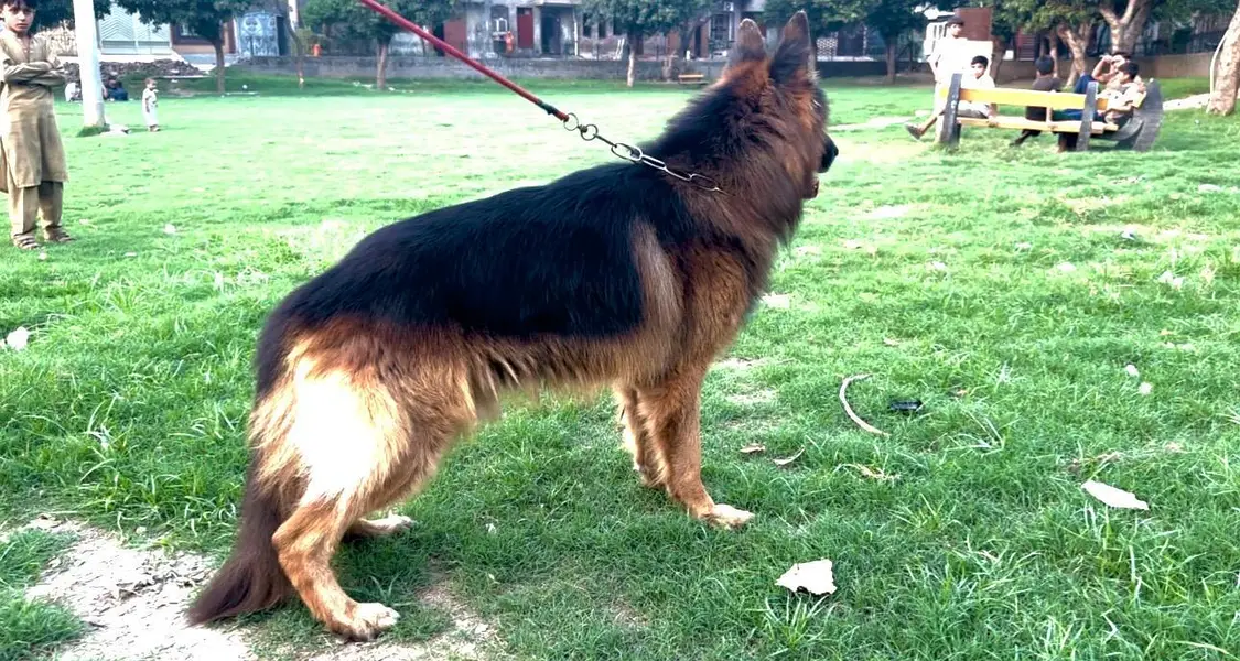 black and tan german shepered — photo 5