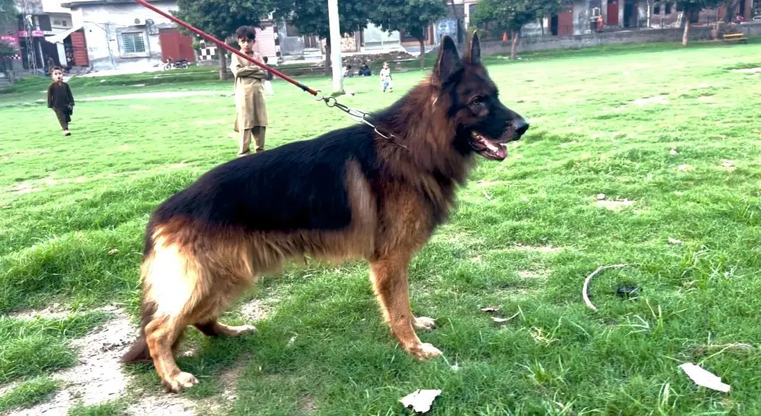 black and tan german shepered — photo 6