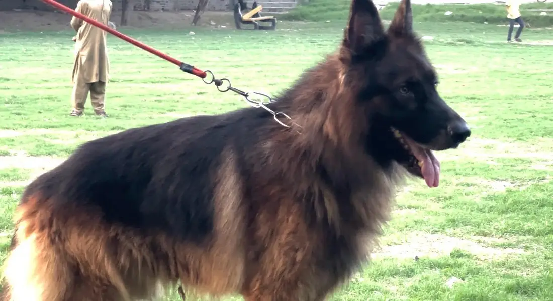 black and tan german shepered — photo 7