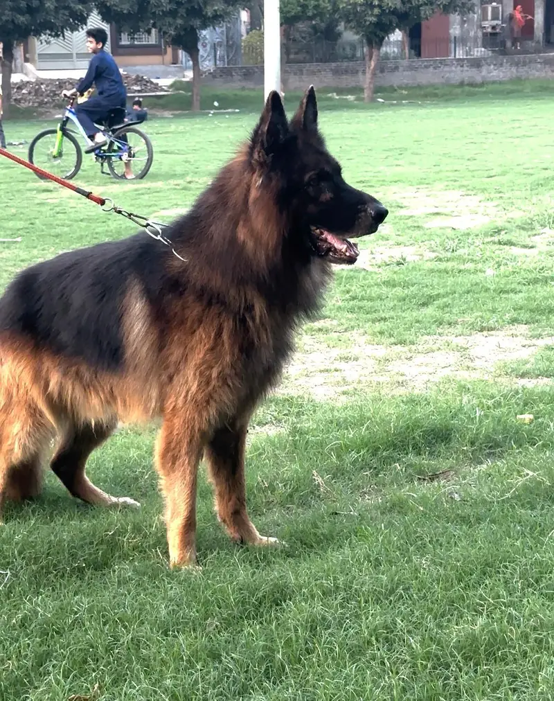 black and tan german shepered — photo 8