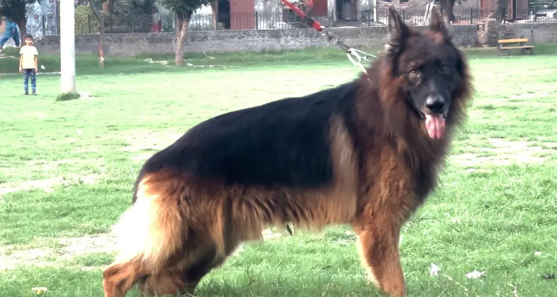 black and tan german shepered — photo 9