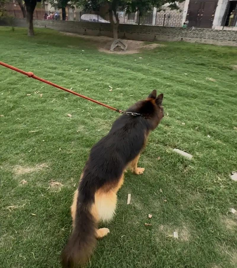 black and tan german shepered — photo 10
