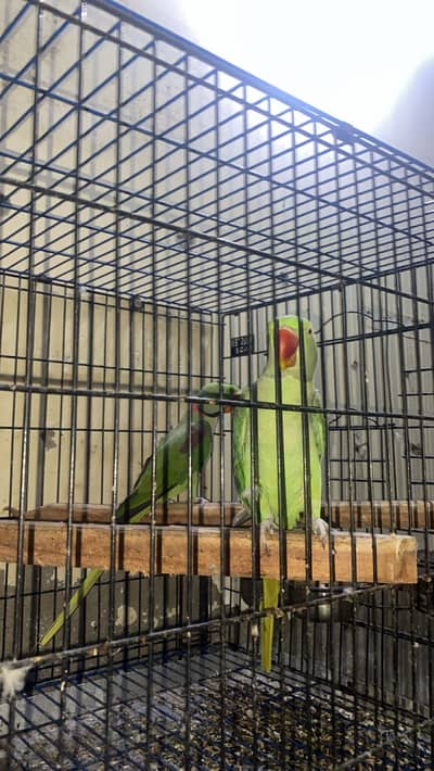 Raw parrot