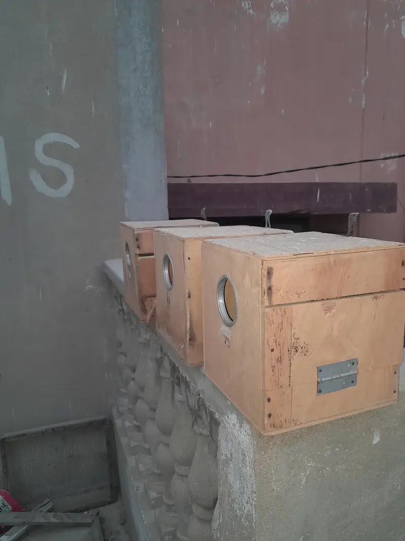 Budgies Breeding Nesting Box – 3 Pieces — photo 3