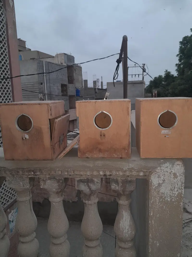 Budgies Breeding Nesting Box – 3 Pieces — photo 6