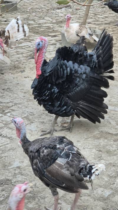 Turkey chicks and breeder pairs for sale