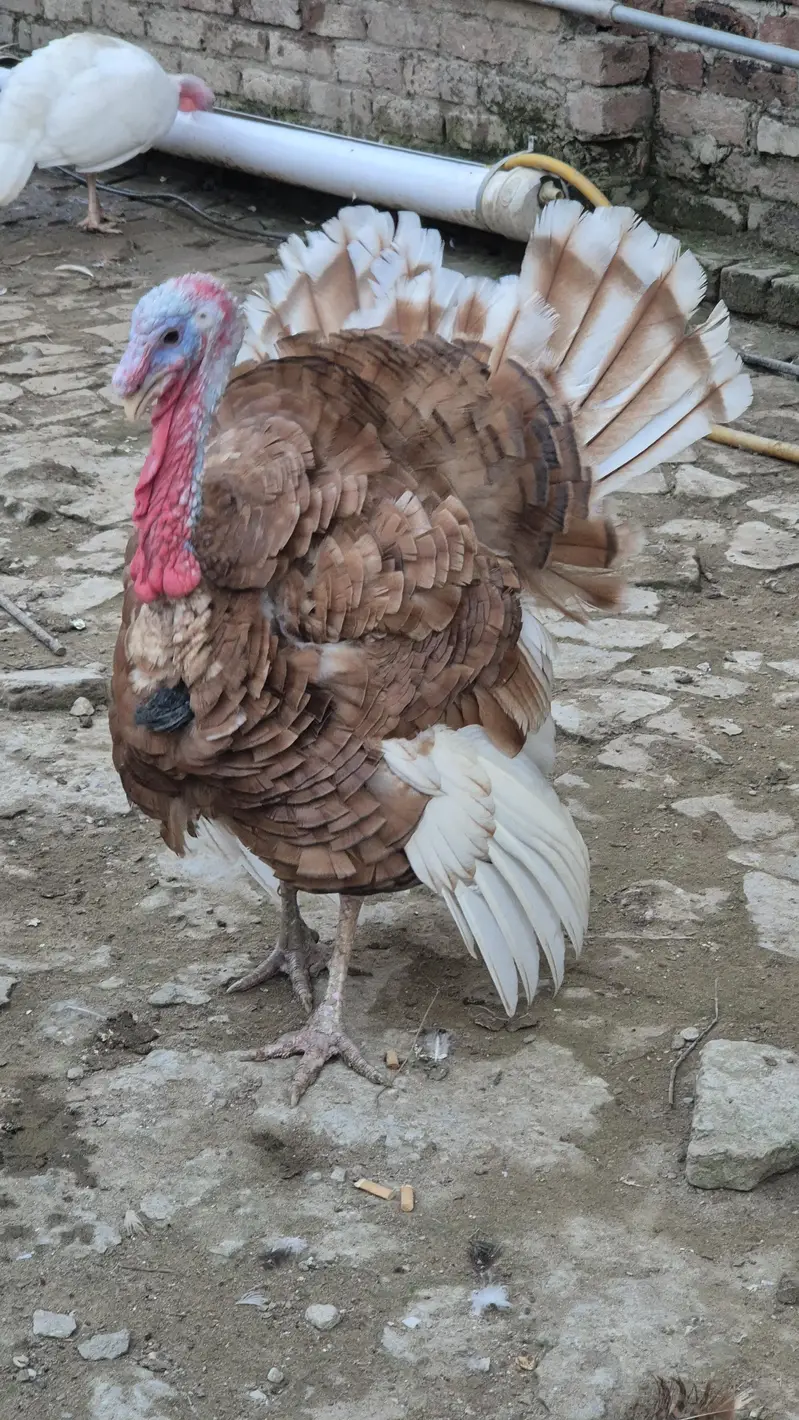 Turkey chicks and breeder pairs for sale — photo 2