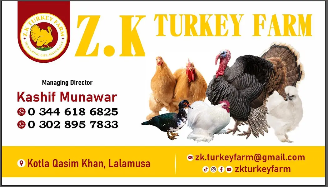 Turkey chicks and breeder pairs for sale — photo 3