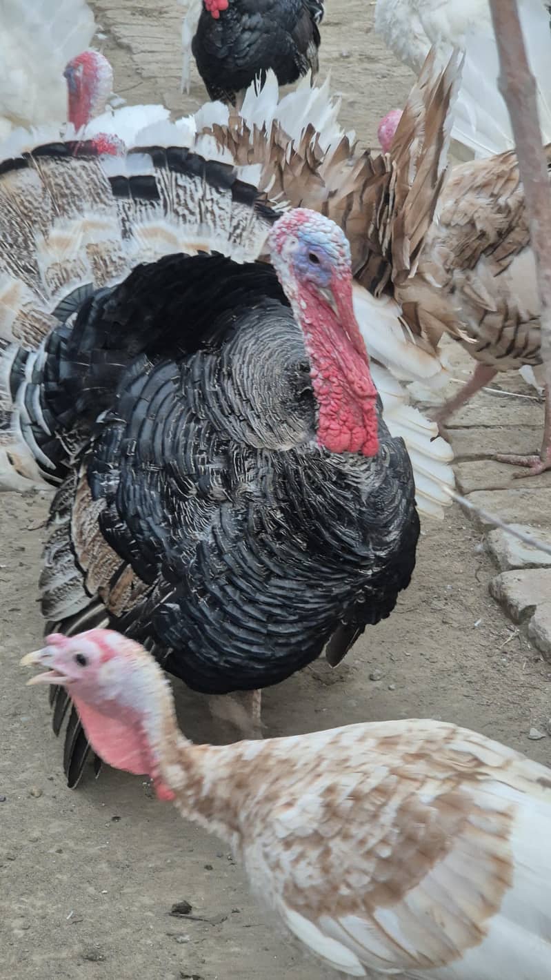 Turkey chicks 3
