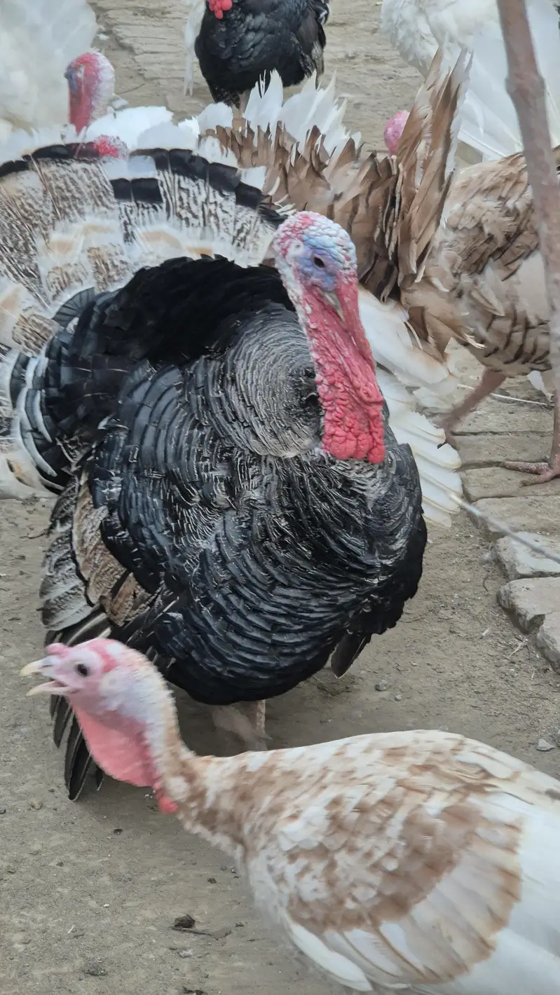 Turkey chicks and breeder pairs for sale — photo 4