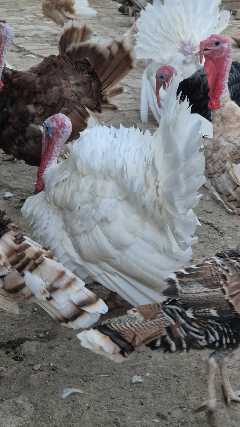 Turkey chicks 4
