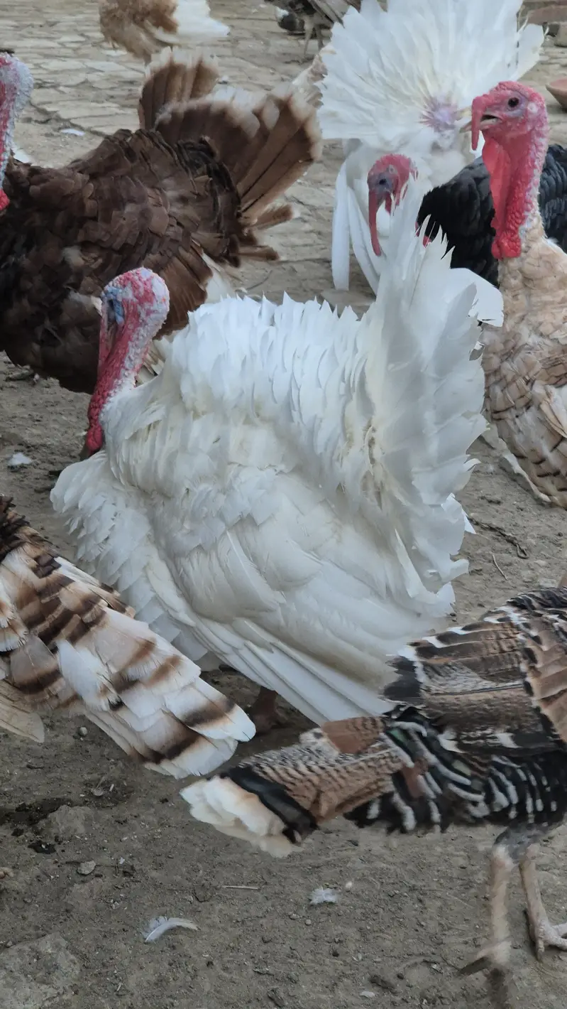Turkey chicks and breeder pairs for sale — photo 5