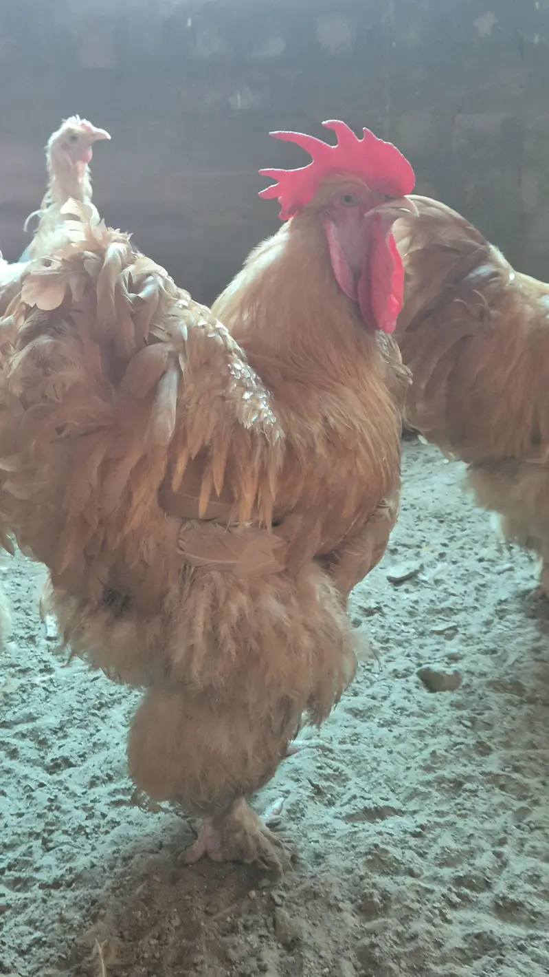 Turkey chicks and breeder pairs for sale — photo 6