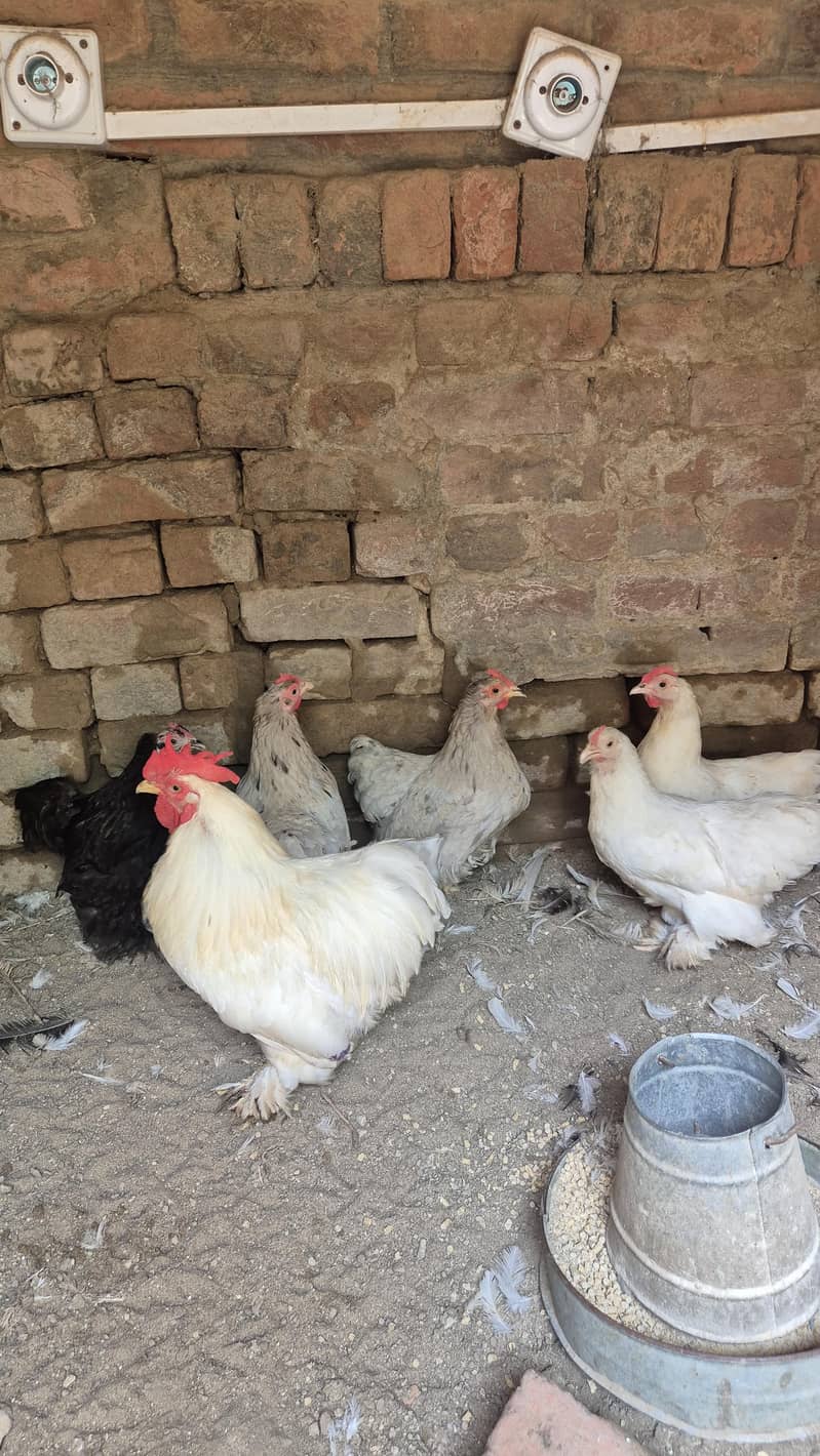 Turkey chicks 6