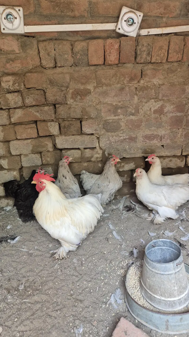 Turkey chicks and breeder pairs for sale — photo 7