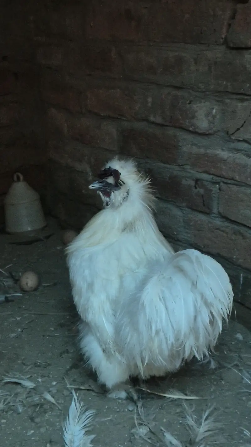 Turkey chicks and breeder pairs for sale — photo 8