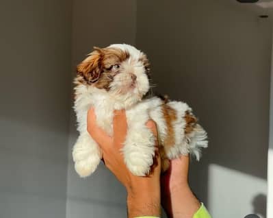 Shihtzu Dog | | Shihtzu puppy