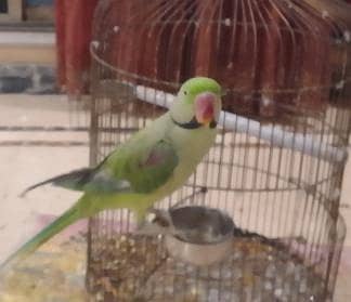 it's a raw parrot and friendly