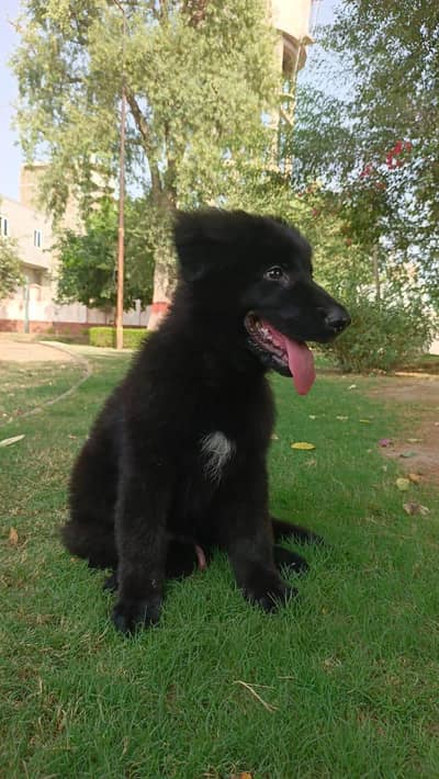 black German shepherd puppy male pink pedigree long coded