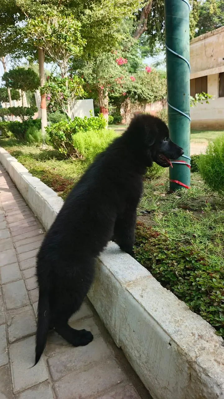 black German shepherd puppy male pink pedigree long coded — photo 2