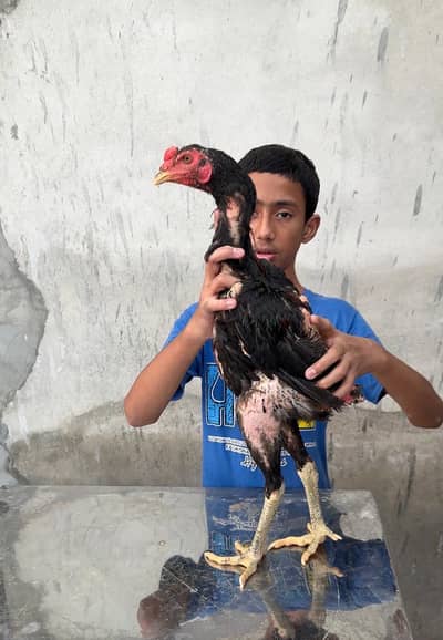 Pure imported Thai Pakoya chicks - Strong Bloodline Available