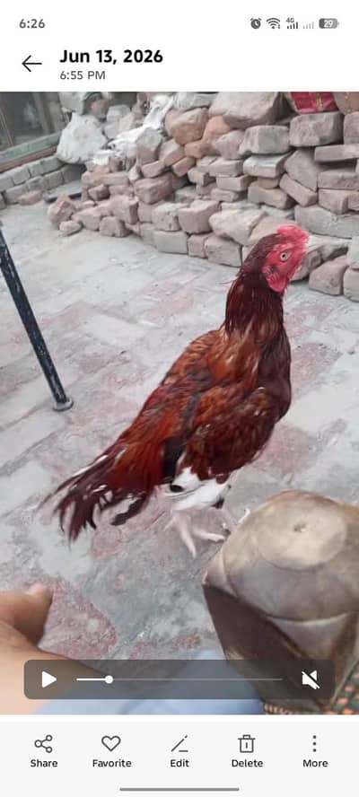 aseel pair 03020644806whatsapo
