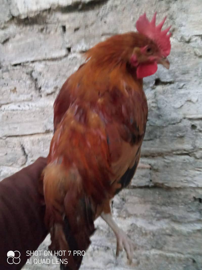 Desi murga 3