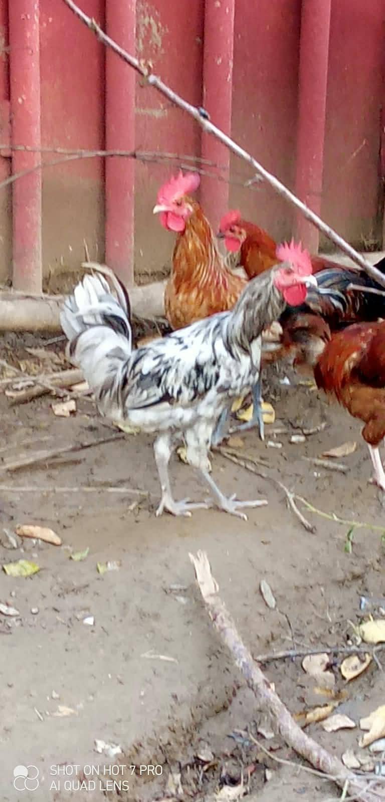 Desi murga 5
