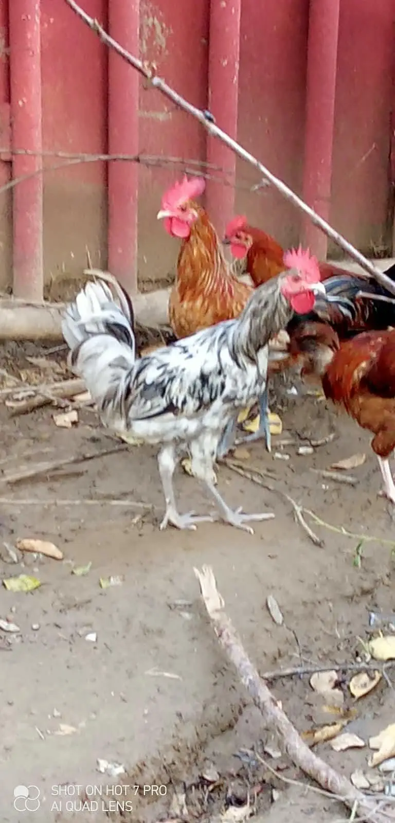 Desi murga — photo 6