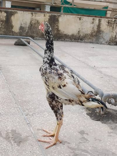asseal hen and pattha for sale