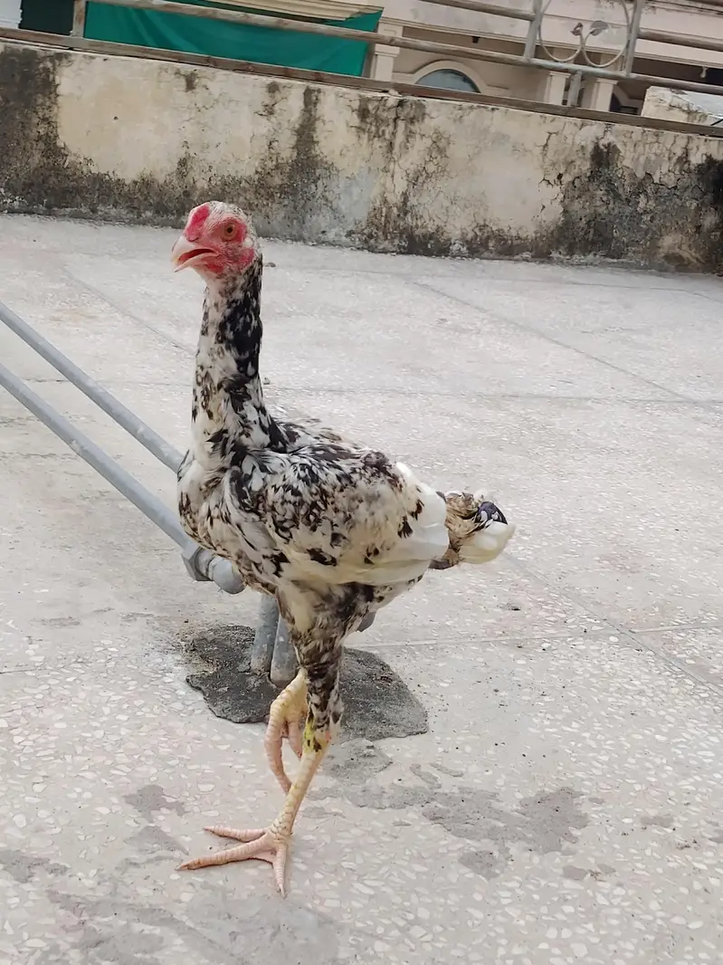 asseal hen and pattha for sale — photo 2