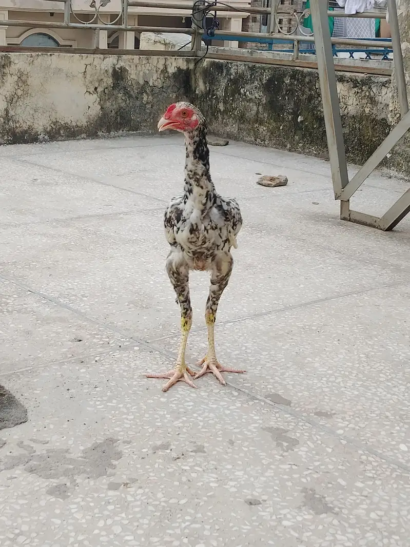 asseal hen and pattha for sale — photo 3